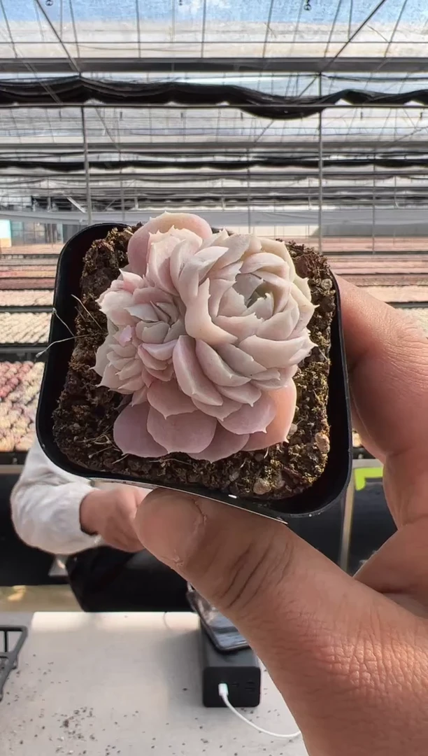 【闪购商品】新款多肉-171