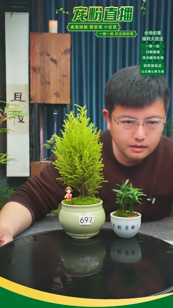 无花朵7*柒苔藓微景观697号