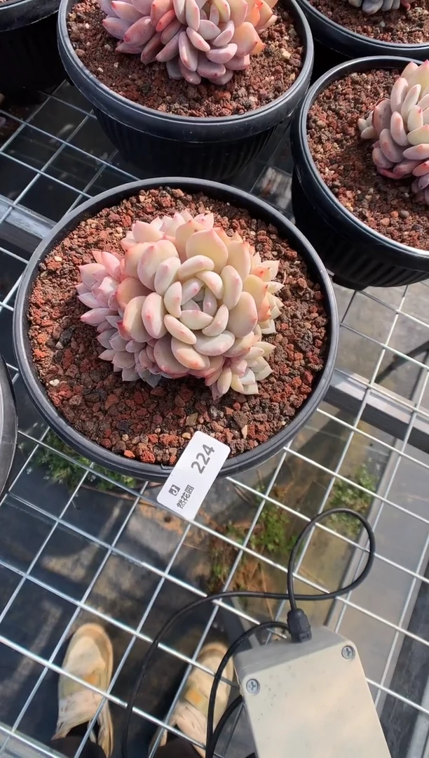 【闪购商品】224梦露一物一拍