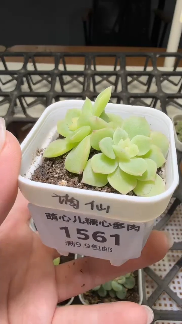 1561  谪仙多肉植物