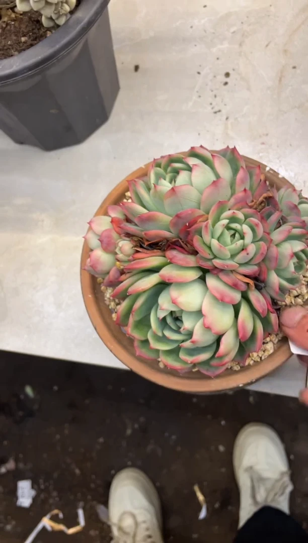 【闪购商品】330东云