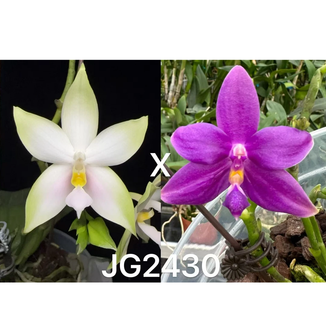 JG2430 花农杰哥原生种蝴蝶兰直播专用