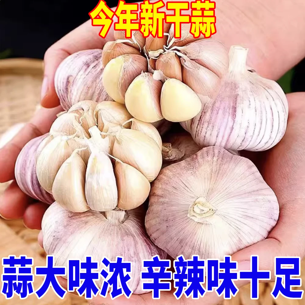 农家自种紫白皮干蒜辛辣提香可吃可种