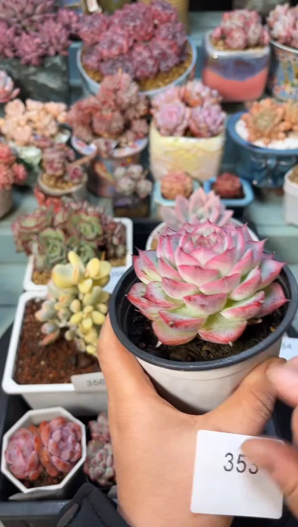 353单头侧影多肉