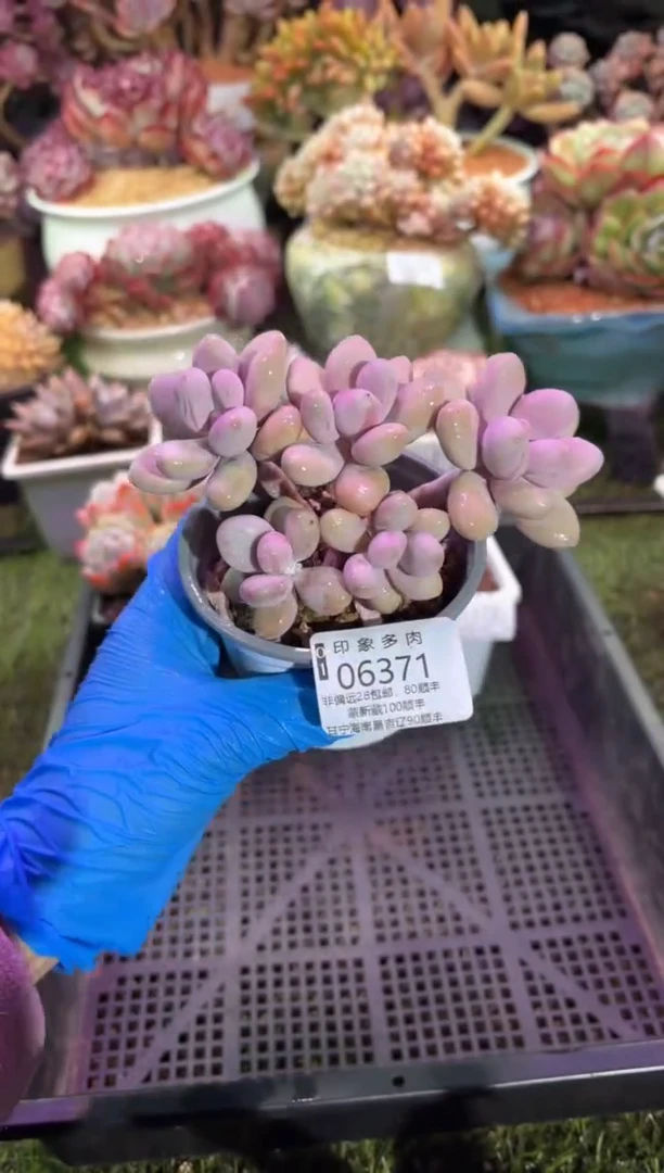 【闪购商品】06371