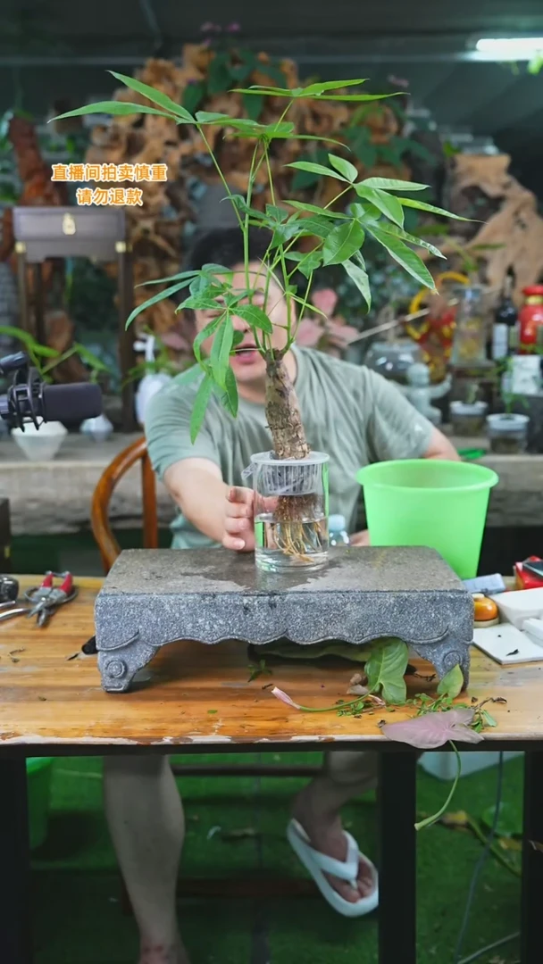 当前无花栽培后可以开花162发财树T