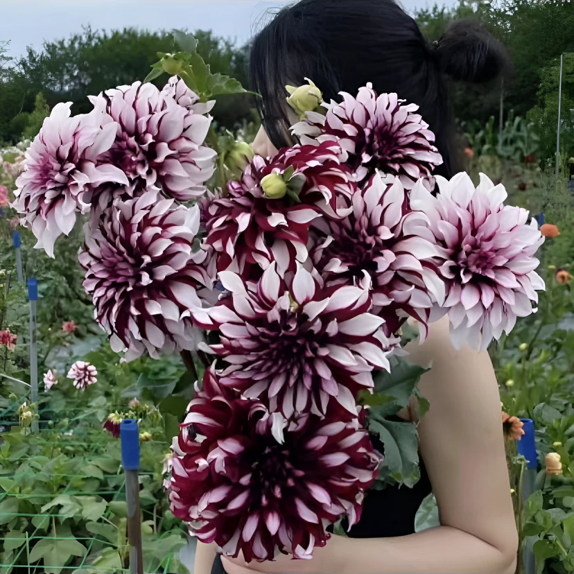 大丽花品种合集【精品整坨连体球】大丽花种球当年开花