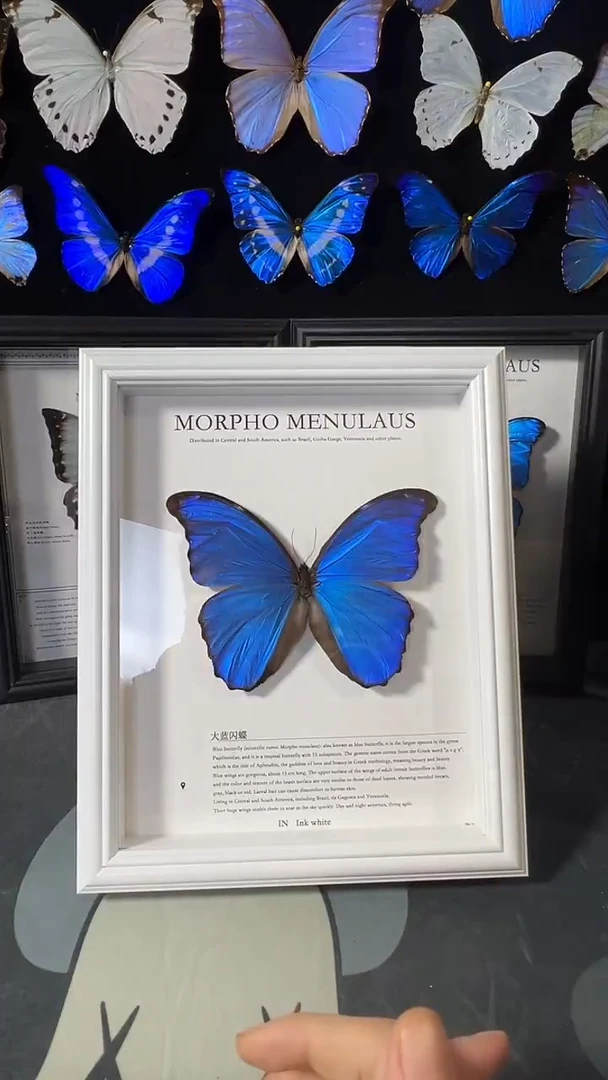 大蓝闪蝶欧版相框