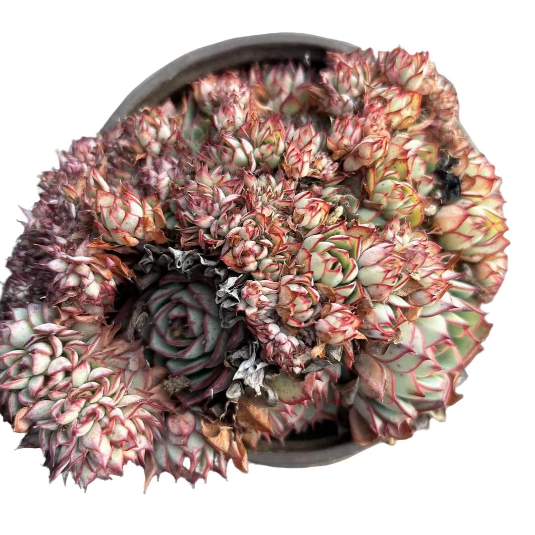 【恩西诺】 精品丸叶老桩多肉植物 办公桌阳台院子养护 脱土裸根发