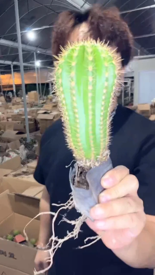 单头 时光 毛花柱【带根】