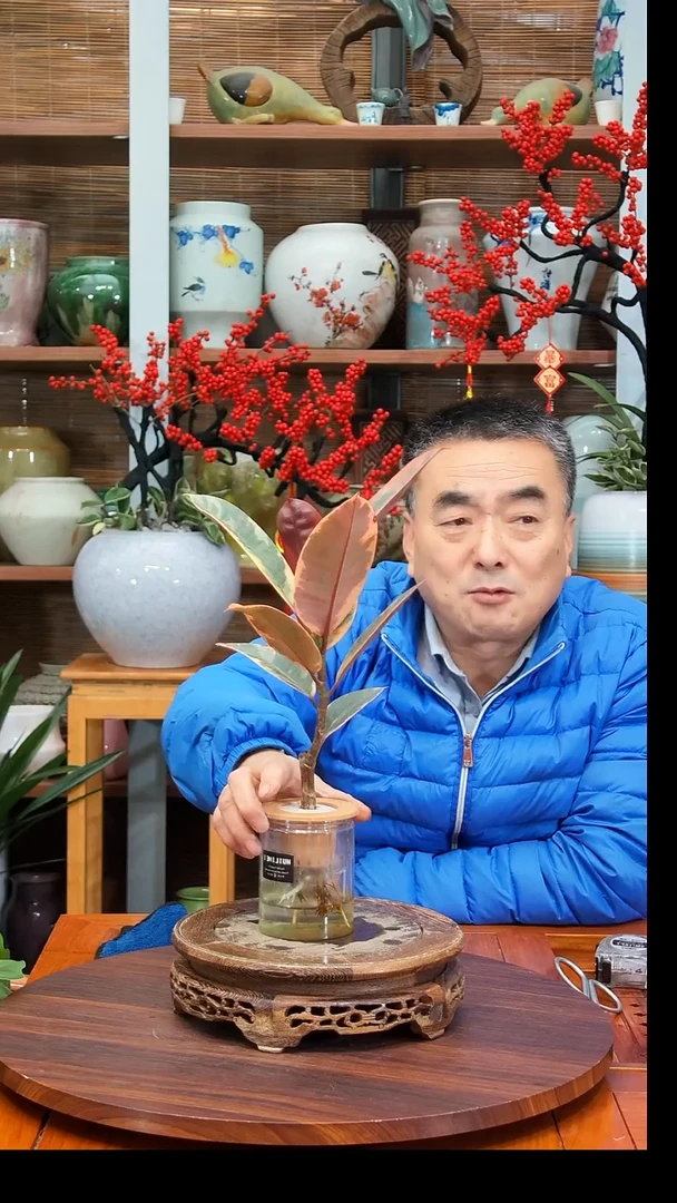 无花朵小*哥水之韵水培红关公