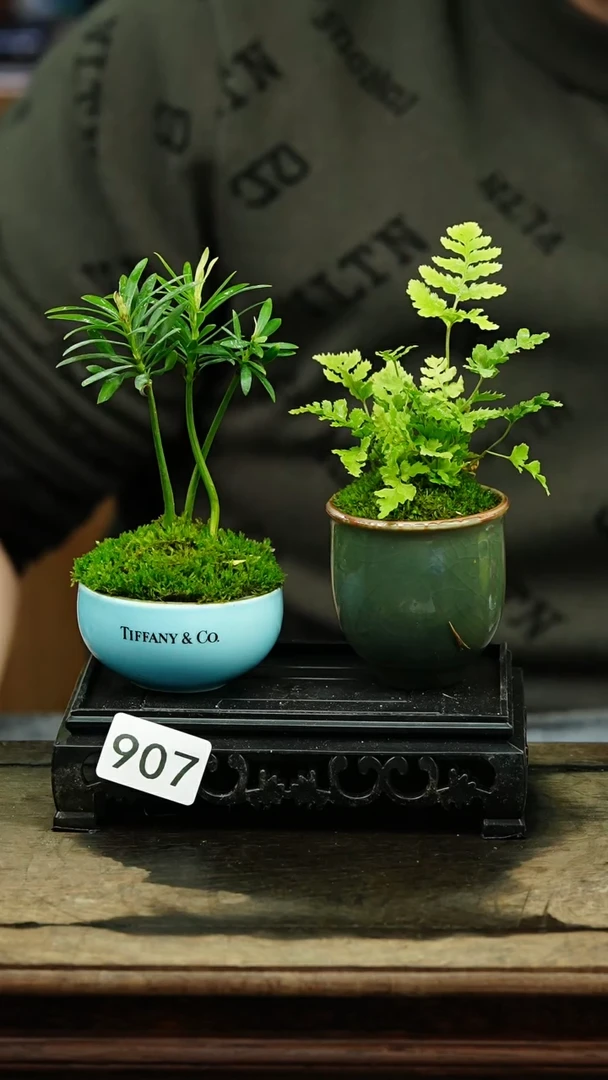 【闪购商品】苔藓微景观907号