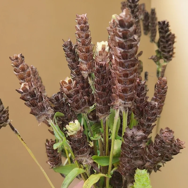 【深山老林】野生夏枯草夏枯草球干货 包邮