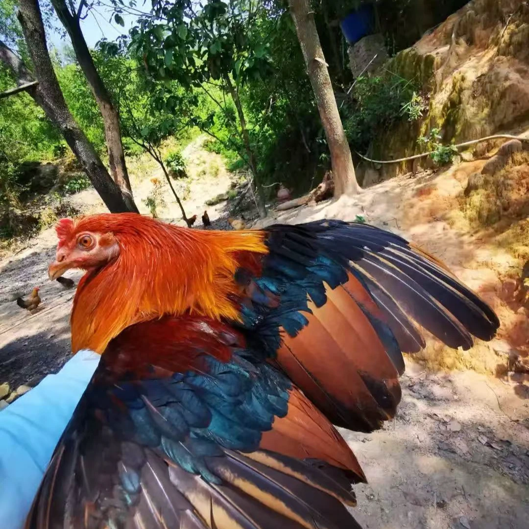 【一只麻鸡一只母鸡】广东正宗清远走地鸡（毛重10斤左右）