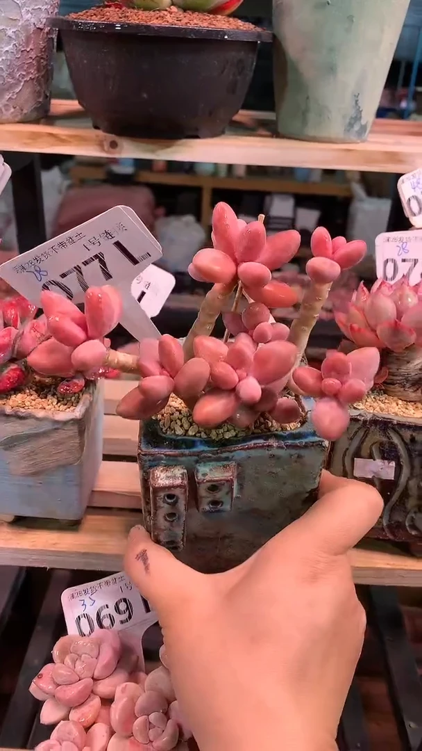 【闪购商品】077LLL