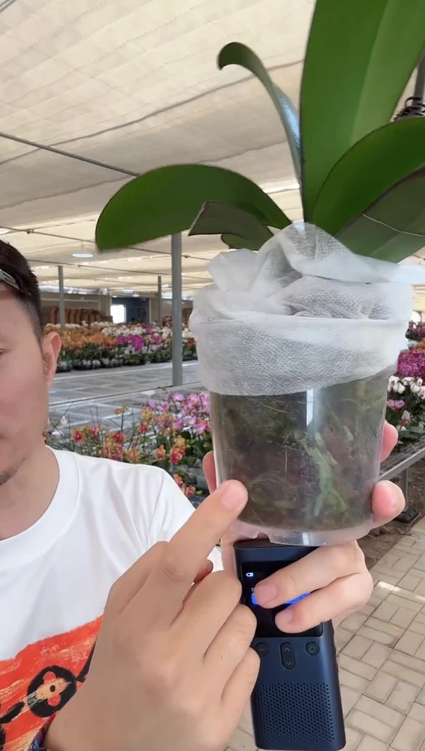 大部分开放少量花苞暮光之城 蝴蝶兰 3.5 一颗