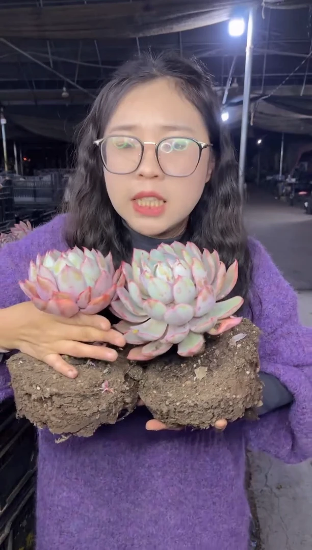 【闪购商品】70-单头赫拉2颗7.8