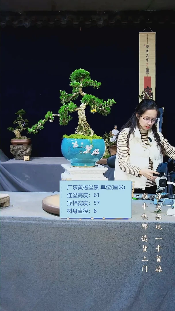 【闪购商品】雀舌黄杨盆景雀舌黄杨盆景