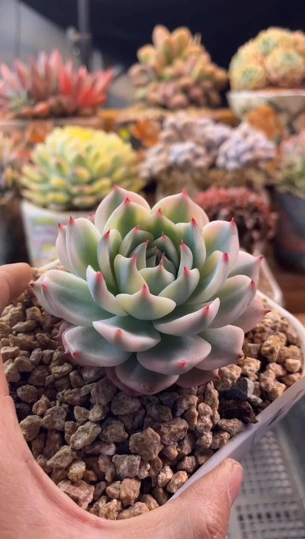 23吉娃娃锦1111111111