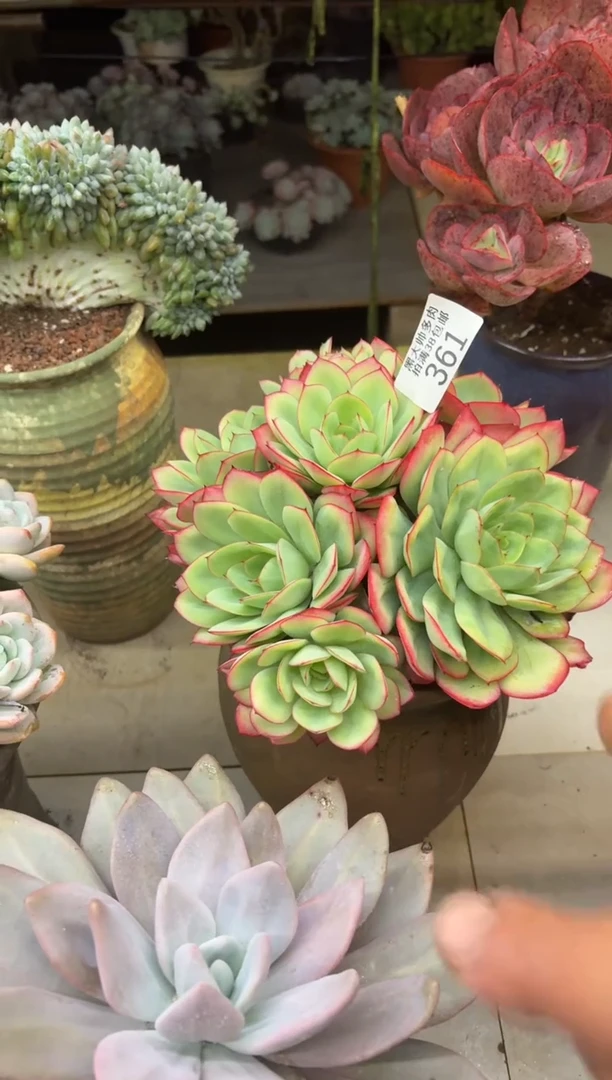 d****g黑大帅多肉361牡丹亭