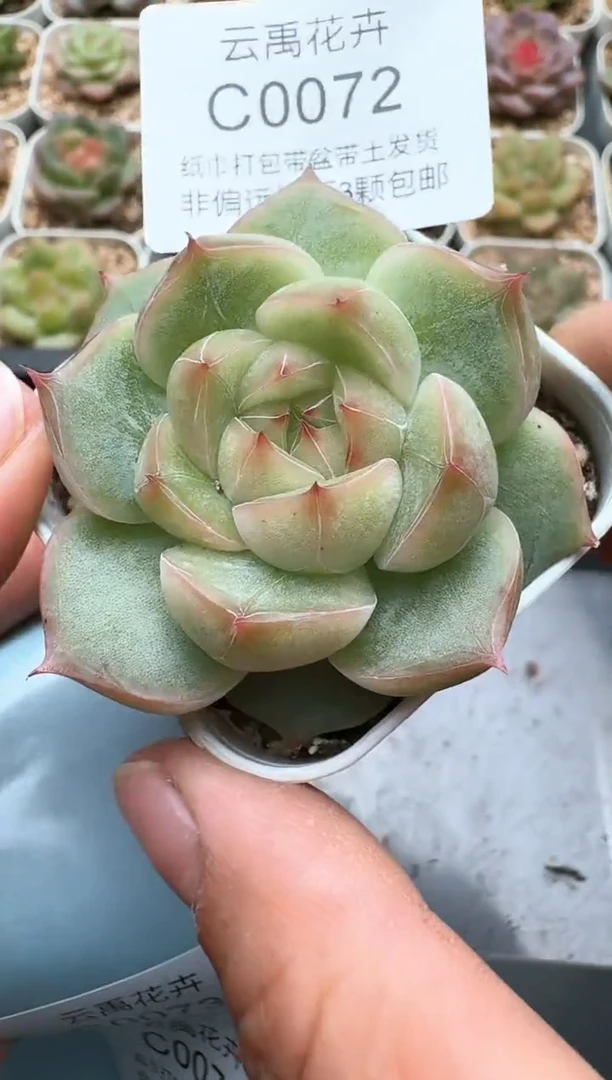 072C云禹多肉植物 带盆土纸巾打包 3颗包邮