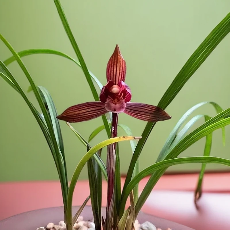 醉红素兰花 二苗