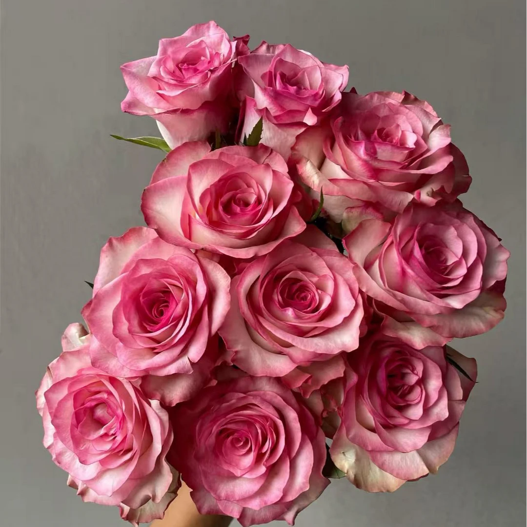 美杜莎单头玫瑰-云南玫瑰-收到花第一时间醒花