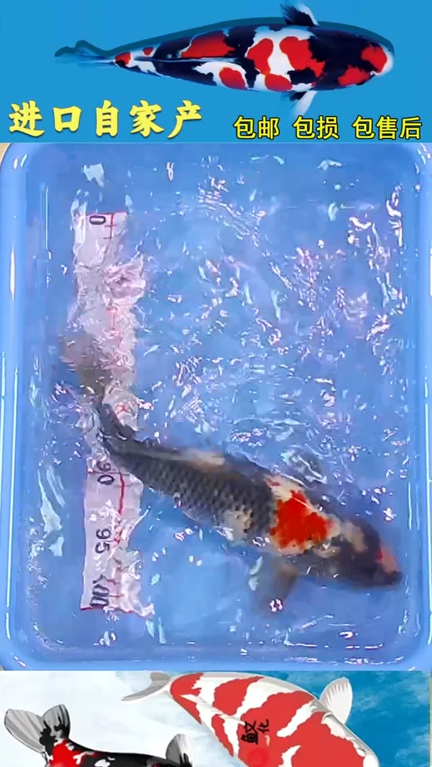 锦鲤悦鲤阁2025/12/26--60