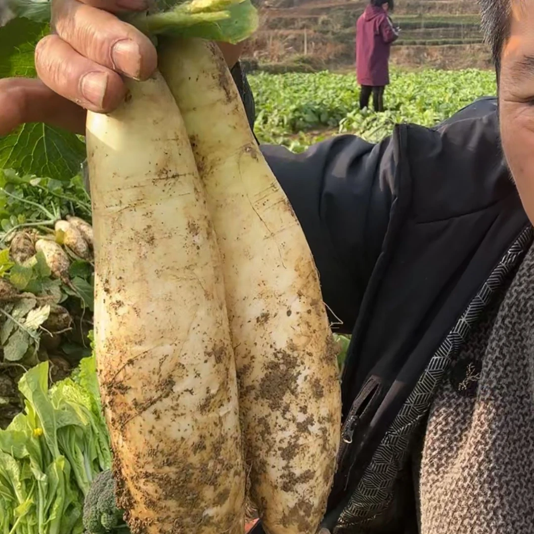 贵州农家白萝卜 5斤