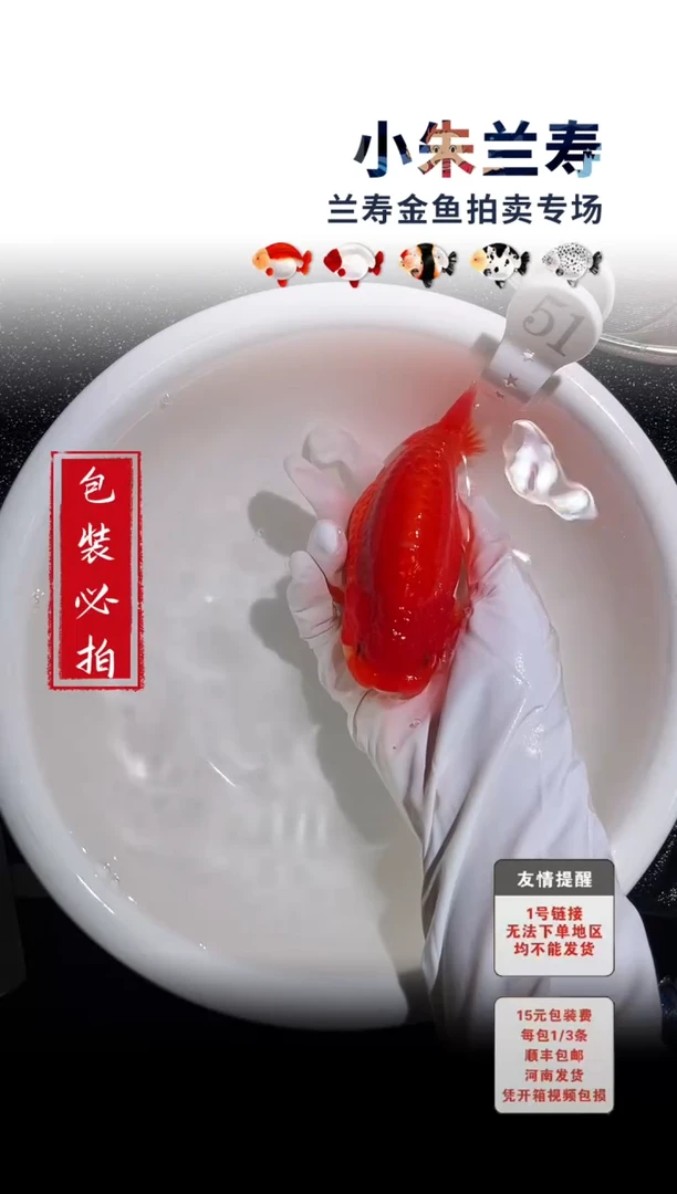 金鱼包装必拍未拍顺丰到付51号