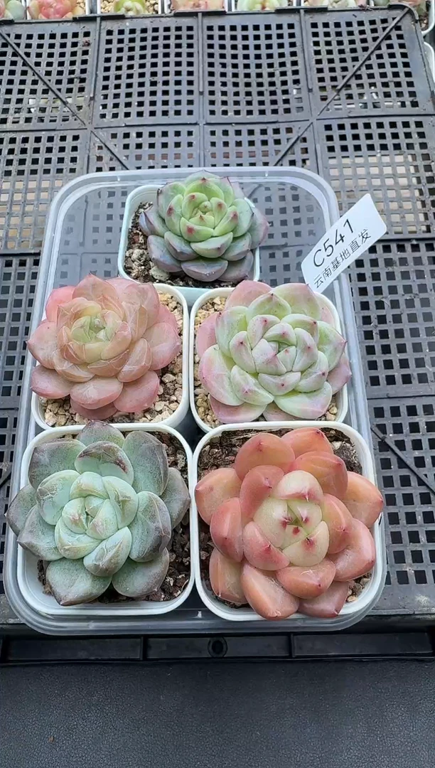 珍妮杂交多肉C541