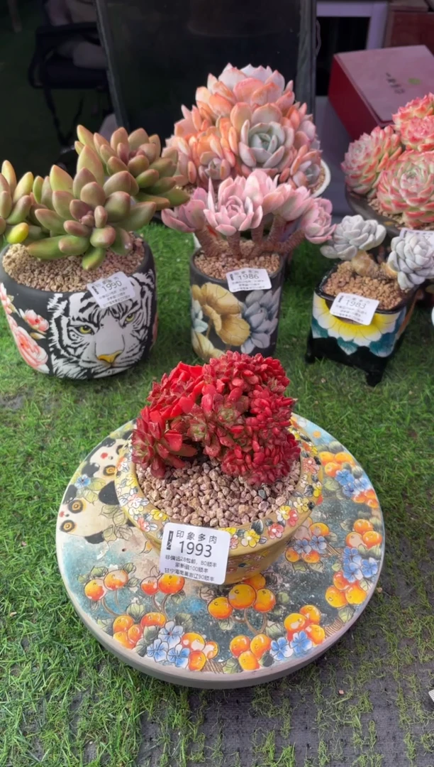以*昆明印象多肉1984的盆