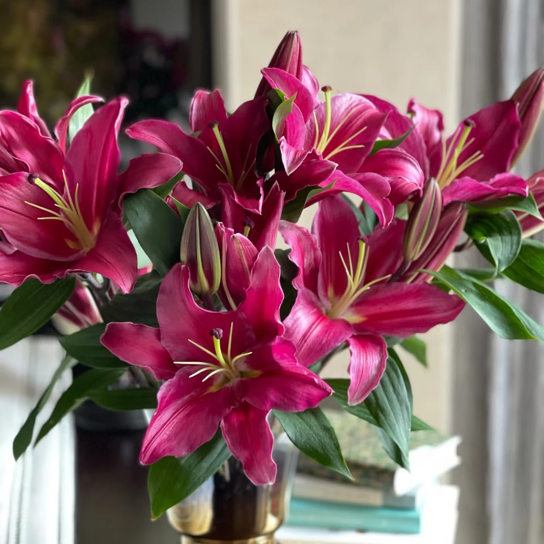 【紫帝 香水百合】水培鲜切花（20%不售后）