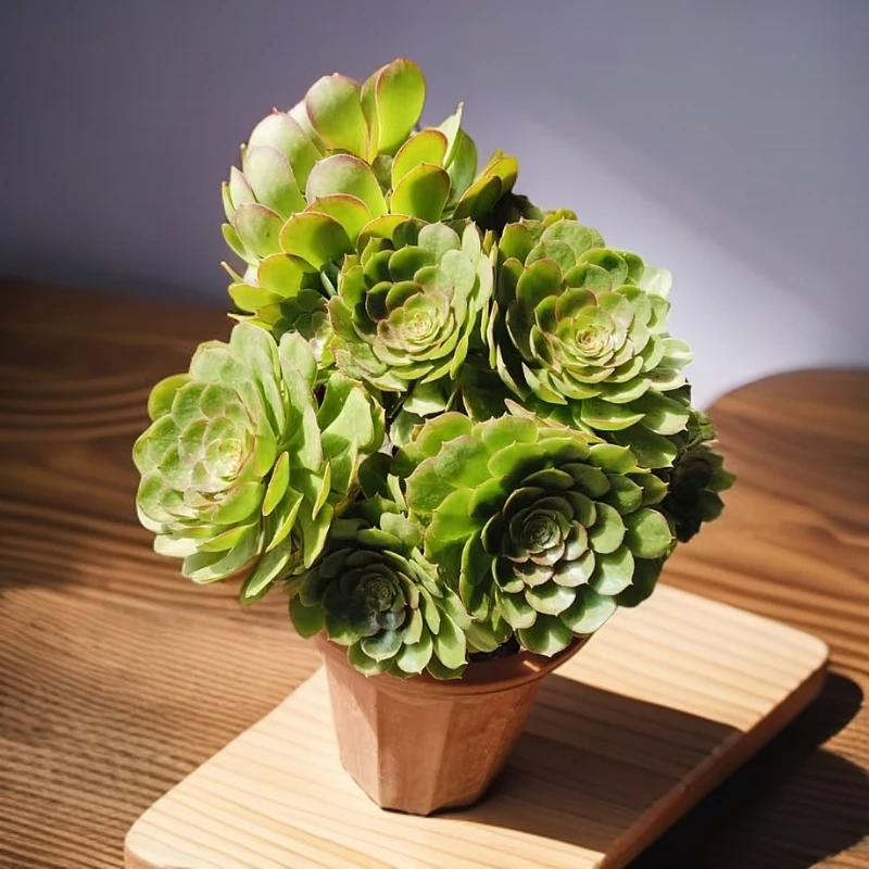 5年糖心沙拉碗法师     新手老手都可养  室内室外  多肉绿植