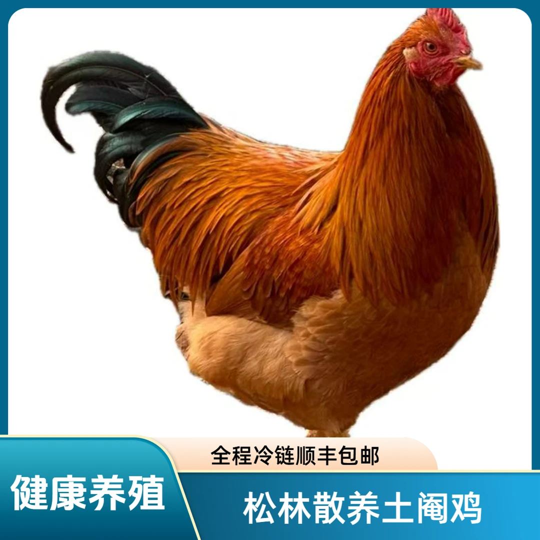 松山林散养土阉鸡4.5斤到5斤250天以上现杀生鲜冷链顺丰包邮