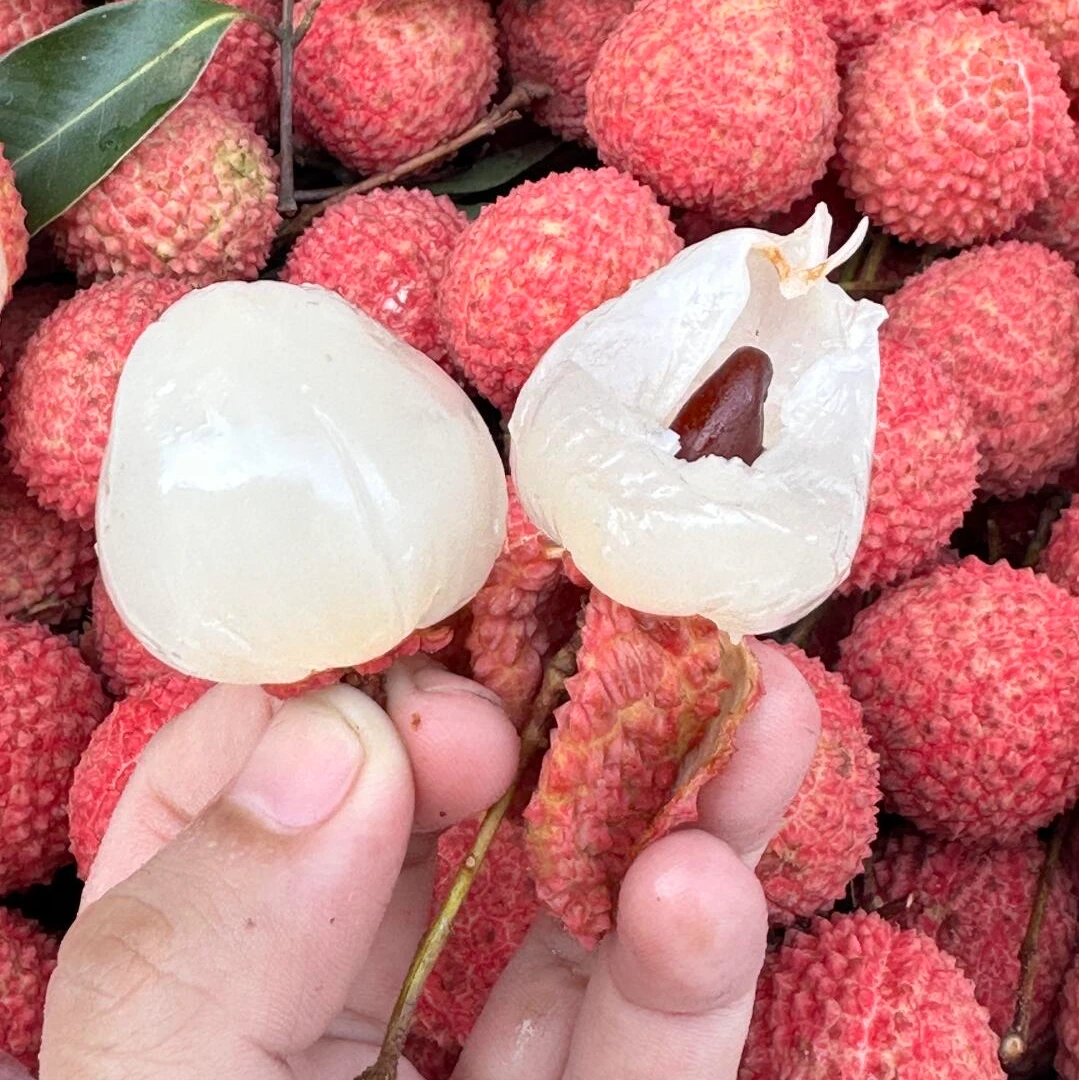 【顺丰现货-正宗桂味】尹书记推荐两广桂味荔枝新鲜水果带箱约5斤