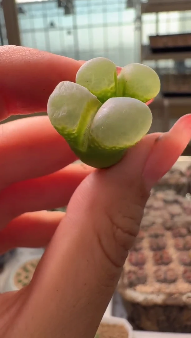 15-215多肉植物肉锥