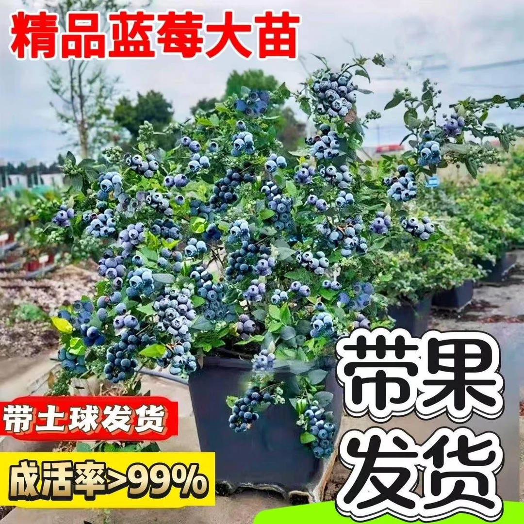 【带果带土球】正宗蓝莓盛果期树苗3到4年苗