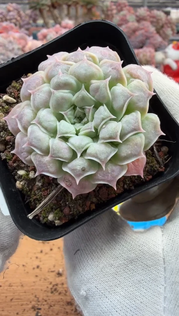 东云多肉园三号店-52