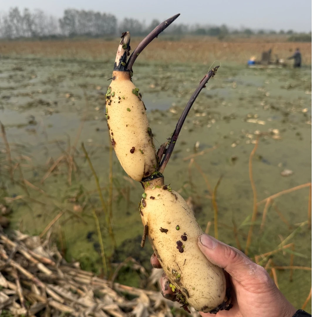 高产食用藕苗大型观赏荷花莲藕种子浅水种苗南北方种植池塘水养