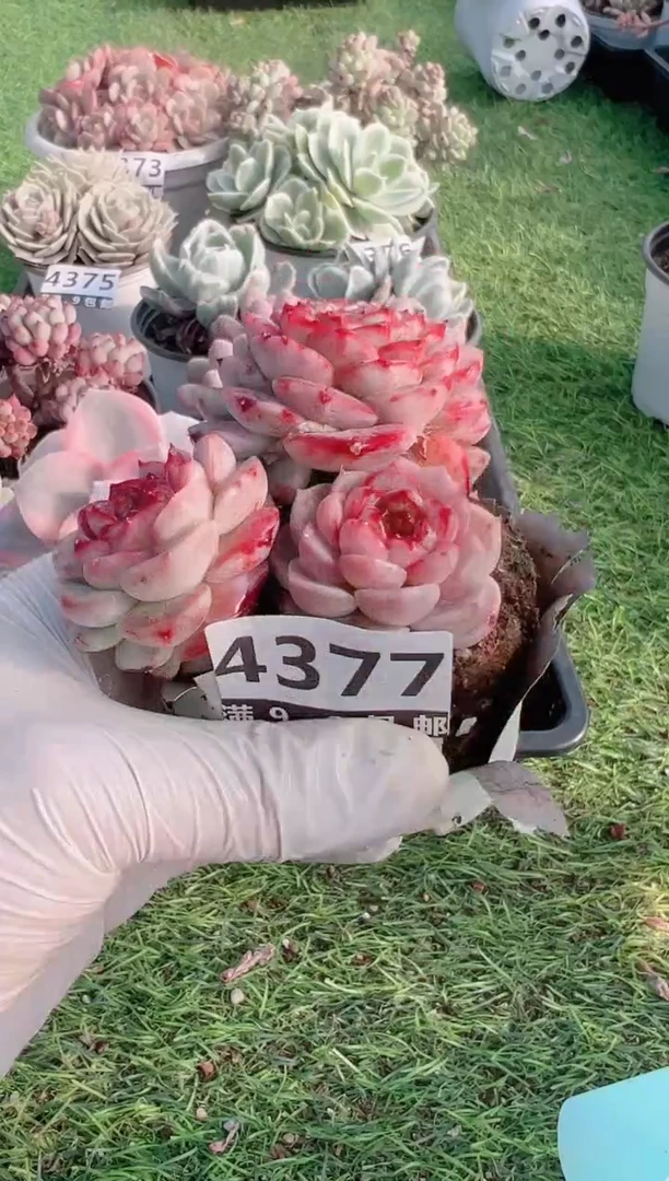 【闪购商品】信福多肉一物一拍