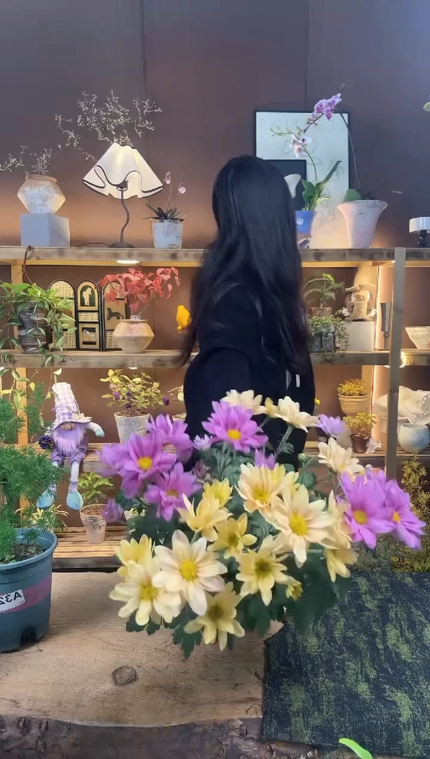 无花朵169小菊育苗盆