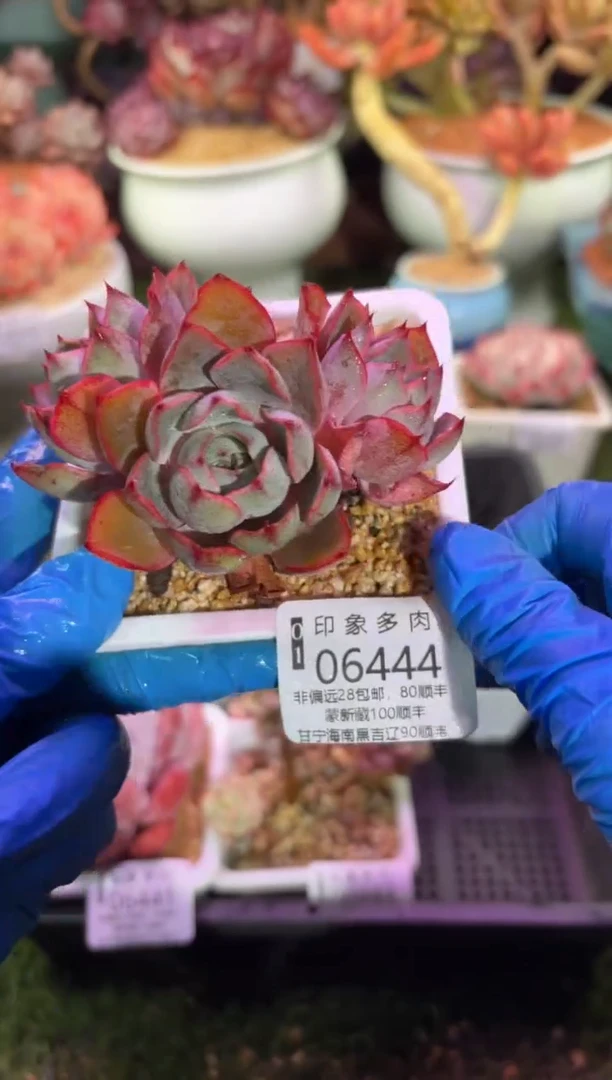 【闪购商品】06444