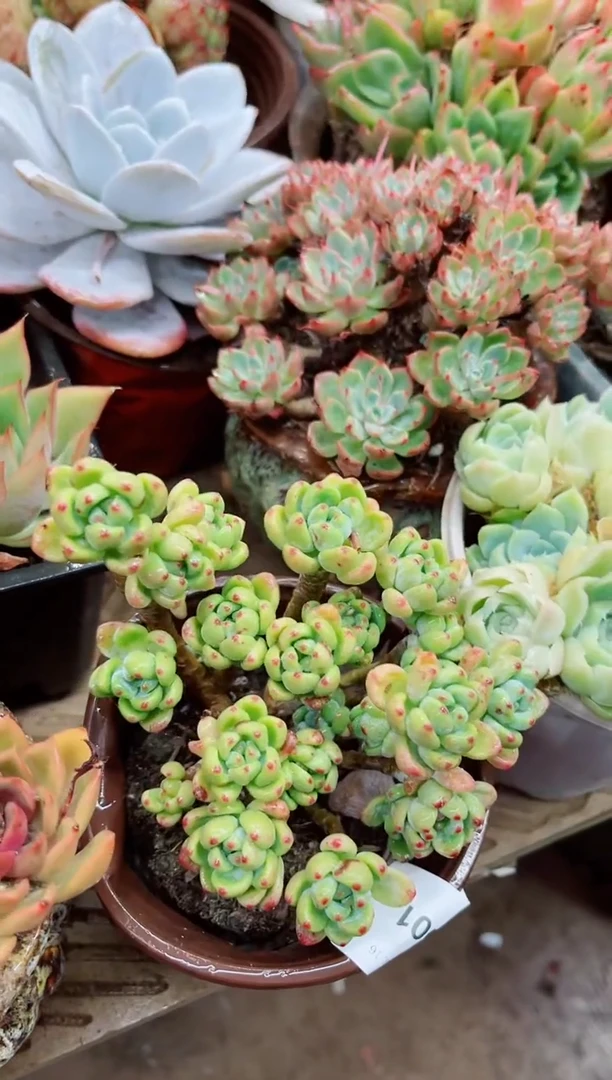 T*S25001多肉植物一物一拍