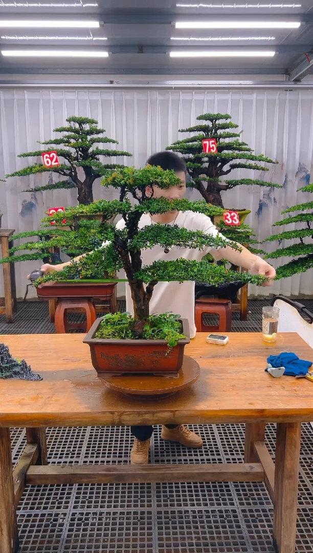无花朵精品盆景直播间一物一拍