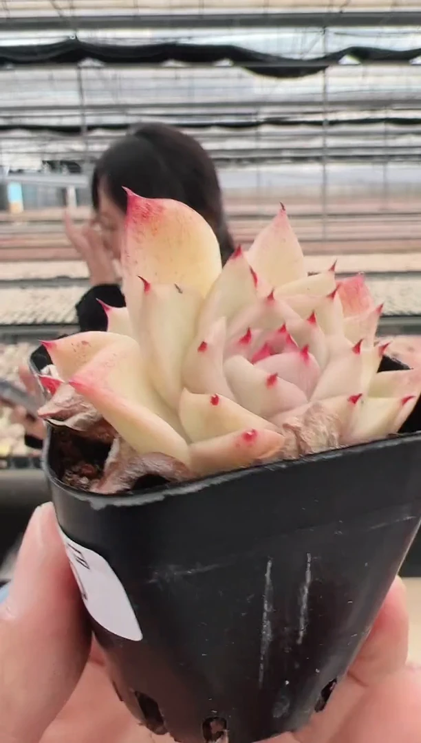 【闪购商品】粉黛-10