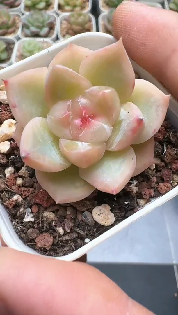 818D云禹多肉植物 带盆土纸巾打包 3颗包邮