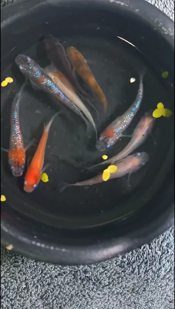 青鳉鱼观背青鳉17