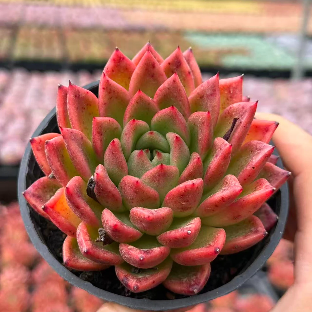 9#红蜘蛛多肉植物   前男友精品多肉 SM0420