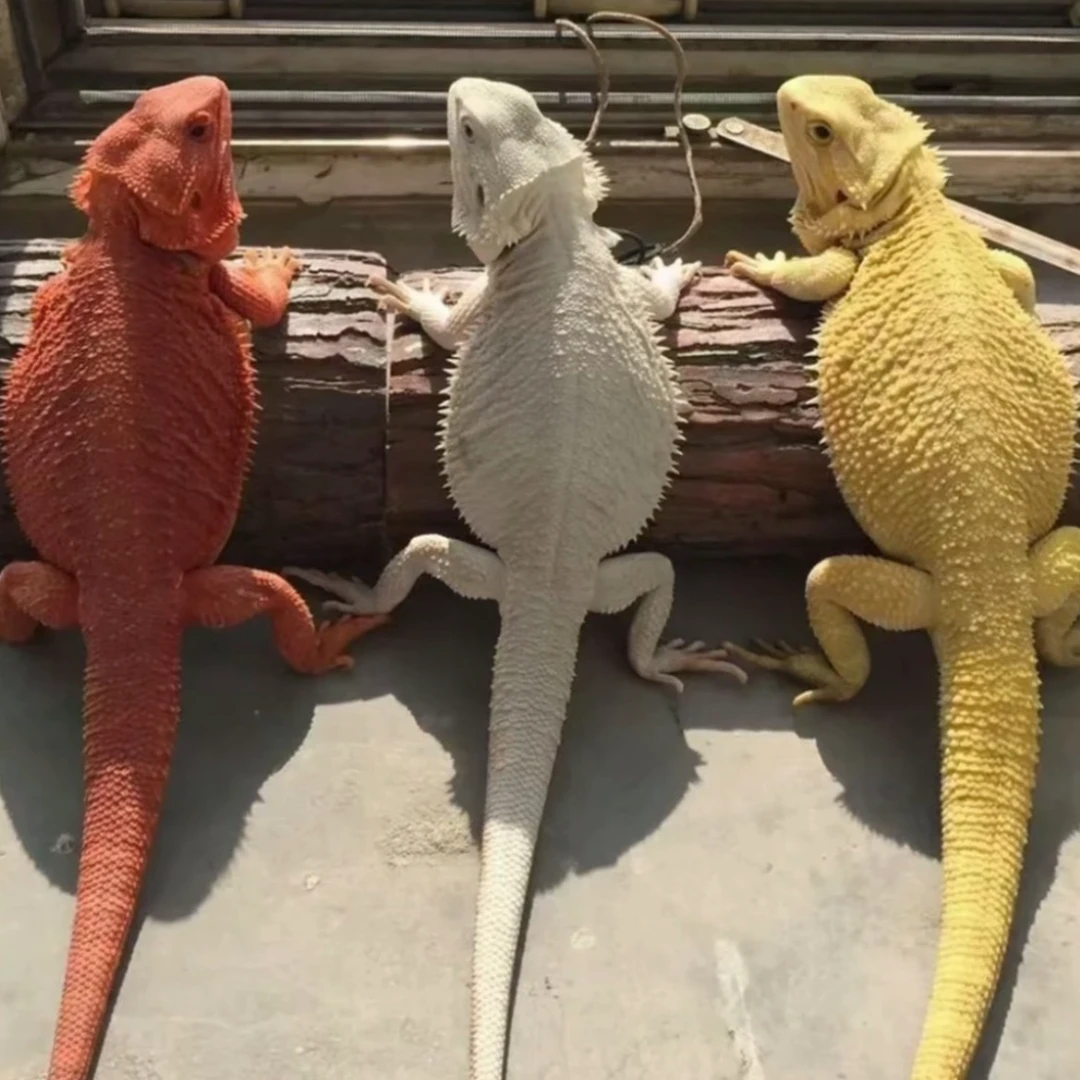 鬃狮蜥蜴幼体活体宠物入门级爬宠温顺不咬人柑橘红系超白zero